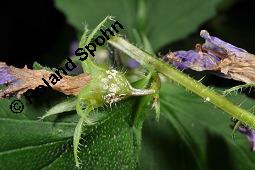 Nesselblättrige Glockenblume, Campanula trachelium, Campanula trachelium, Nesselblättrige Glockenblume, Campanulaceae, Blütenkelche, Blütenkelchblätter mit weißem Belag Kauf von 01401_campanula_trachelium_dsc_5879.jpg