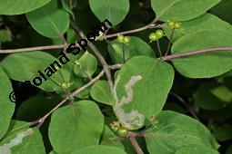 Rote Heckenkirsche, Lonicera xylosteum, Lonicera xylosteum, Rote Heckenkirsche, Caprifoliaceae, mit Raupe, Raupe evtl. von Lithophane socia, Gelbbraune Rindeneule Kauf von 01414_lonicera_xylosteum_dsc_1362.jpg