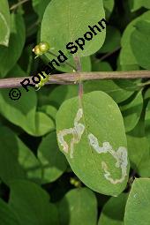 Rote Heckenkirsche, Lonicera xylosteum, Lonicera xylosteum, Rote Heckenkirsche, Caprifoliaceae, mit Raupe, Raupe evtl. von Lithophane socia, Gelbbraune Rindeneule Kauf von 01414_lonicera_xylosteum_dsc_1363.jpg