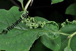 Rote Heckenkirsche, Lonicera xylosteum, Lonicera xylosteum, Rote Heckenkirsche, Caprifoliaceae, mit Raupe, Raupe evtl. von Lithophane socia, Gelbbraune Rindeneule Kauf von 01414_lonicera_xylosteum_dsc_1711.jpg