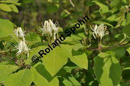 Rote Heckenkirsche, Lonicera xylosteum, Lonicera xylosteum, Rote Heckenkirsche, Caprifoliaceae, mit Raupe, Raupe evtl. von Lithophane socia, Gelbbraune Rindeneule Kauf von 01414_lonicera_xylosteum_dsc_3764.jpg