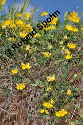 Gewhnlicher Hufeisenklee, Schopf-Hufeisenklee, Schopfiger Hufeisenklee, Hippocrepis comosa, Hippocrepis comosa, Gewhnlicher Hufeisenklee, Schopf-Hufeisenklee, Schopfiger Hufeisenklee, Fabaceae, Blhend Kauf von 01415_hippocrepis_comosa_dsc_0537.jpg