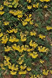 Gewöhnlicher Hufeisenklee, Schopf-Hufeisenklee, Schopfiger Hufeisenklee, Hippocrepis comosa, Hippocrepis comosa, Gewöhnlicher Hufeisenklee, Schopf-Hufeisenklee, Schopfiger Hufeisenklee, Fabaceae, Blühend Kauf von 01415_hippocrepis_comosa_dsc_0538.jpg