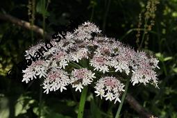 Wiesen-Bärenklau, Heracleum sphondylium, Heracleum sphondylium, Wiesen-Bärenklau, Apiaceae, Habitus blühend Kauf von 01432_heracleum_sphondylium_dsc_2469.jpg