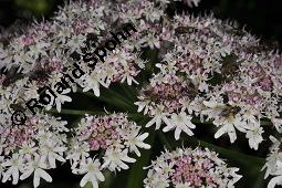 Wiesen-Brenklau, Heracleum sphondylium, Heracleum sphondylium, Wiesen-Brenklau, Apiaceae, Habitus blhend Kauf von 01432_heracleum_sphondylium_dsc_2470.jpg