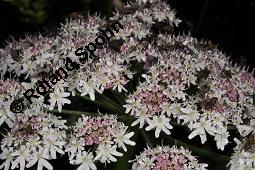 Wiesen-Bärenklau, Heracleum sphondylium, Heracleum sphondylium, Wiesen-Bärenklau, Apiaceae, Habitus blühend Kauf von 01432_heracleum_sphondylium_dsc_2471.jpg