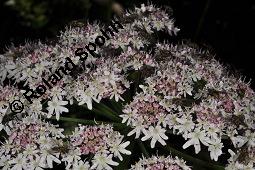 Wiesen-Bärenklau, Heracleum sphondylium, Heracleum sphondylium, Wiesen-Bärenklau, Apiaceae, Habitus blühend Kauf von 01432_heracleum_sphondylium_dsc_2472.jpg