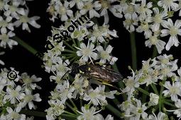 Wiesen-Bärenklau, Heracleum sphondylium, Heracleum sphondylium, Wiesen-Bärenklau, Apiaceae, Habitus blühend Kauf von 01432_heracleum_sphondylium_dsc_3509.jpg