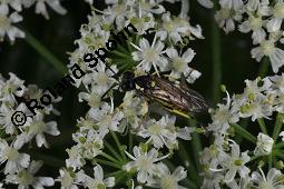 Wiesen-Bärenklau, Heracleum sphondylium, Heracleum sphondylium, Wiesen-Bärenklau, Apiaceae, Habitus blühend Kauf von 01432_heracleum_sphondylium_dsc_3510.jpg