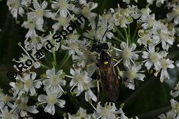 Wiesen-Brenklau, Heracleum sphondylium, Heracleum sphondylium, Wiesen-Brenklau, Apiaceae, Habitus blhend Kauf von 01432_heracleum_sphondylium_dsc_3511.jpg