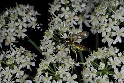 Wiesen-Brenklau, Heracleum sphondylium, Heracleum sphondylium, Wiesen-Brenklau, Apiaceae, Habitus blhend Kauf von 01432_heracleum_sphondylium_dsc_3512.jpg