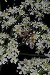 Wiesen-Brenklau, Heracleum sphondylium, Heracleum sphondylium, Wiesen-Brenklau, Apiaceae, Habitus blhend Kauf von 01432_heracleum_sphondylium_dsc_3513.jpg