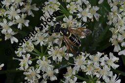 Wiesen-Bärenklau, Heracleum sphondylium, Heracleum sphondylium, Wiesen-Bärenklau, Apiaceae, Habitus blühend Kauf von 01432_heracleum_sphondylium_dsc_3514.jpg