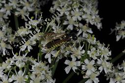 Wiesen-Brenklau, Heracleum sphondylium, Heracleum sphondylium, Wiesen-Brenklau, Apiaceae, Habitus blhend Kauf von 01432_heracleum_sphondylium_dsc_3515.jpg