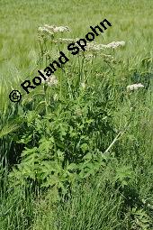 Wiesen-Bärenklau, Heracleum sphondylium, Heracleum sphondylium, Wiesen-Bärenklau, Apiaceae, Habitus blühend Kauf von 01432_heracleum_sphondylium_dsc_3933.jpg