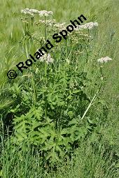 Wiesen-Brenklau, Heracleum sphondylium, Heracleum sphondylium, Wiesen-Brenklau, Apiaceae, Habitus blhend Kauf von 01432_heracleum_sphondylium_dsc_3934.jpg