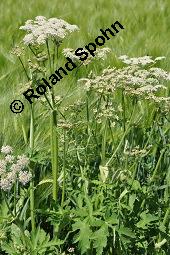 Wiesen-Brenklau, Heracleum sphondylium, Heracleum sphondylium, Wiesen-Brenklau, Apiaceae, Habitus blhend Kauf von 01432_heracleum_sphondylium_dsc_3936.jpg