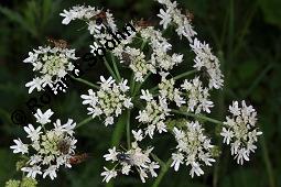 Wiesen-Bärenklau, Heracleum sphondylium, Heracleum sphondylium, Wiesen-Bärenklau, Apiaceae, Habitus blühend Kauf von 01432_heracleum_sphondylium_dsc_5230.jpg