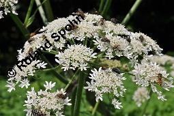 Wiesen-Brenklau, Heracleum sphondylium, Heracleum sphondylium, Wiesen-Brenklau, Apiaceae, Habitus blhend Kauf von 01432_heracleum_sphondylium_dsc_5231.jpg