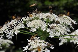 Wiesen-Bärenklau, Heracleum sphondylium, Heracleum sphondylium, Wiesen-Bärenklau, Apiaceae, Habitus blühend Kauf von 01432_heracleum_sphondylium_dsc_5232.jpg