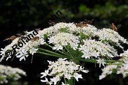 Wiesen-Bärenklau, Heracleum sphondylium, Heracleum sphondylium, Wiesen-Bärenklau, Apiaceae, Habitus blühend Kauf von 01432_heracleum_sphondylium_dsc_5233.jpg