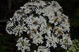 Wiesen-Bärenklau, Heracleum sphondylium, Heracleum sphondylium, Wiesen-Bärenklau, Apiaceae, Habitus blühend Kauf von 01432_heracleum_sphondylium_dsc_5242.jpg