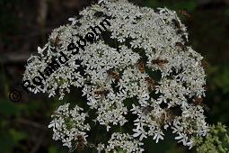 Wiesen-Brenklau, Heracleum sphondylium, Heracleum sphondylium, Wiesen-Brenklau, Apiaceae, Habitus blhend Kauf von 01432_heracleum_sphondylium_dsc_5243.jpg