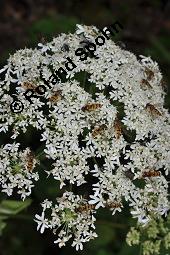 Wiesen-Bärenklau, Heracleum sphondylium, Heracleum sphondylium, Wiesen-Bärenklau, Apiaceae, Habitus blühend Kauf von 01432_heracleum_sphondylium_dsc_5244.jpg