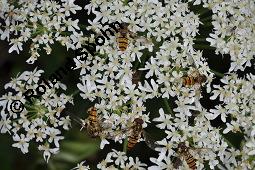 Wiesen-Bärenklau, Heracleum sphondylium, Heracleum sphondylium, Wiesen-Bärenklau, Apiaceae, Habitus blühend Kauf von 01432_heracleum_sphondylium_dsc_5245.jpg