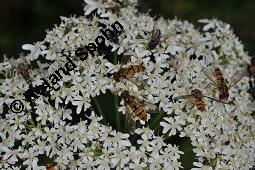 Wiesen-Brenklau, Heracleum sphondylium, Heracleum sphondylium, Wiesen-Brenklau, Apiaceae, Habitus blhend Kauf von 01432_heracleum_sphondylium_dsc_5246.jpg