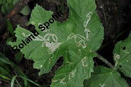 Wiesen-Brenklau, Heracleum sphondylium, Heracleum sphondylium, Wiesen-Brenklau, Apiaceae, Habitus blhend Kauf von 01432_heracleum_sphondylium_dsc_5721.jpg