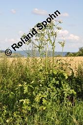 Wiesen-Bärenklau, Heracleum sphondylium, Heracleum sphondylium, Wiesen-Bärenklau, Apiaceae, Habitus blühend Kauf von 01432_heracleum_sphondylium_dsc_5985.jpg