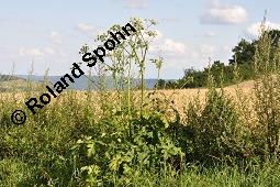 Wiesen-Brenklau, Heracleum sphondylium, Heracleum sphondylium, Wiesen-Brenklau, Apiaceae, Habitus blhend Kauf von 01432_heracleum_sphondylium_dsc_5986.jpg