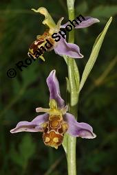 Bienen-Ragwurz, Ophrys apifera, Ophrys apifera, Bienen-Ragwurz, Orchidaceae, Blühend Kauf von 01435_ophrys_apifera_dsc_1602.jpg