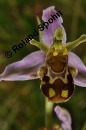 Bienen-Ragwurz, Ophrys apifera, Ophrys apifera, Bienen-Ragwurz, Orchidaceae, Blühend Kauf von 01435_ophrys_apifera_dsc_1603.jpg