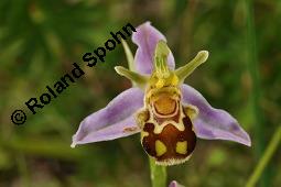Bienen-Ragwurz, Ophrys apifera, Ophrys apifera, Bienen-Ragwurz, Orchidaceae, Blühend Kauf von 01435_ophrys_apifera_dsc_1605.jpg