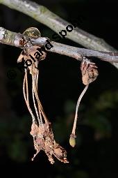 Schattenmorelle, Strauch-Sauerkirsche, Strauch-Weichsel, Prunus cerasus ssp. acida, Prunus cerasus ssp. acida, Schattenmorelle, Strauch-Sauerkirsche, Strauch-Weichsel, Rosaceae, fruchtend Kauf von 01436_prunus_cerasus_acida_dsc_1218.jpg