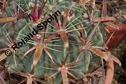 Teufelszunge, Teufelszungenkaktus, Ferocactus latispinus ssp. latispinus, Ferocactus latispinus ssp. latispinus, Teufelszunge, Teufelszungenkaktus, Cactaceae, Vegetativ, Ausschnitt mit Areolen Kauf von 01447_ferocactus_latispinus_latispinus_dsc_5049.jpg