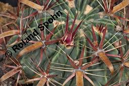 Teufelszunge, Teufelszungenkaktus, Ferocactus latispinus ssp. latispinus, Ferocactus latispinus ssp. latispinus, Teufelszunge, Teufelszungenkaktus, Cactaceae, Vegetativ, Ausschnitt mit Areolen Kauf von 01447_ferocactus_latispinus_latispinus_dsc_5050.jpg