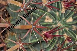 Teufelszunge, Teufelszungenkaktus, Ferocactus latispinus ssp. latispinus, Ferocactus latispinus ssp. latispinus, Teufelszunge, Teufelszungenkaktus, Cactaceae, Vegetativ, Ausschnitt mit Areolen Kauf von 01447_ferocactus_latispinus_latispinus_dsc_5051.jpg