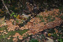 Hallimasch, Armillaria mellea, Armillariella mellea, Armillaria mellea, Armillariella mellea, Hallimasch, Basidiomyceten, Rhizomorphen und Schleimpilz Kauf von 01462_armillaria_mellea_dsc_0718.jpg