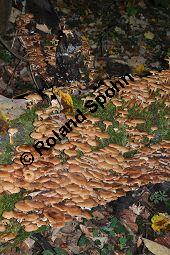 Hallimasch, Armillaria mellea, Armillariella mellea, Armillaria mellea, Armillariella mellea, Hallimasch, Basidiomyceten, Rhizomorphen und Schleimpilz Kauf von 01462_armillaria_mellea_dsc_0719.jpg