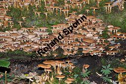 Hallimasch, Armillaria mellea, Armillariella mellea, Armillaria mellea, Armillariella mellea, Hallimasch, Basidiomyceten, Rhizomorphen und Schleimpilz Kauf von 01462_armillaria_mellea_dsc_0720.jpg