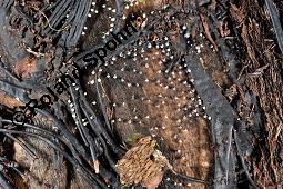 Hallimasch, Armillaria mellea, Armillariella mellea, Armillaria mellea, Armillariella mellea, Hallimasch, Basidiomyceten, Rhizomorphen und Schleimpilz Kauf von 01462_armillaria_mellea_dsc_6258.jpg