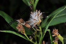 Fuchssches Greiskraut, Fuchs-Kreuzkraut, Fuchssches Kreuzkraut, Senecio fuchsii, Senecio ovatus, Senecio fuchsii, Senecio ovatus, Fuchssches Greiskraut, Fuchs-Kreuzkraut, Fuchssches Kreuzkraut, Asteraceae, Blatt mit Minengngen, Miniergnge von cf. Minierfliege Chromatomyia Kauf von 01467_senecio_fuchsii_dsc_3759.jpg