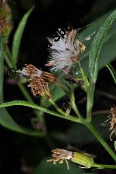 Fuchssches Greiskraut, Fuchs-Kreuzkraut, Fuchssches Kreuzkraut, Senecio fuchsii, Senecio ovatus, Senecio fuchsii, Senecio ovatus, Fuchssches Greiskraut, Fuchs-Kreuzkraut, Fuchssches Kreuzkraut, Asteraceae, Blatt mit Minengängen, Miniergänge von cf. Minierfliege Chromatomyia Kauf von 01467_senecio_fuchsii_dsc_3761.jpg