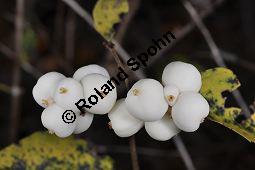 Knallerbsenstrauch, Dickichtbildende Schneebeere, Symphoricarpos albus var. laevigatus, Symphoricarpos rivularis, Caprifoliaceae, Symphoricarpos albus var. laevigatus, Symphoricarpos rivularis, Knallerbsenstrauch, Dickichtbildende Schneebeere, fruchtend Kauf von 01484_symphoricarpos_albus_laevigatus_dsc_0973.jpg