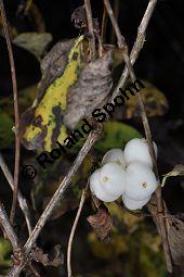 Knallerbsenstrauch, Dickichtbildende Schneebeere, Symphoricarpos albus var. laevigatus, Symphoricarpos rivularis, Caprifoliaceae, Symphoricarpos albus var. laevigatus, Symphoricarpos rivularis, Knallerbsenstrauch, Dickichtbildende Schneebeere, fruchtend Kauf von 01484_symphoricarpos_albus_laevigatus_dsc_0974.jpg