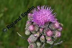 Sumpf-Kratzdistel, Cirsium palustre, Cirsium palustre, Sumpf-Kratzdistel, Asteraceae, mit Schnecke Kauf von 01489_cirsium_palustre_dsc_1442.jpg