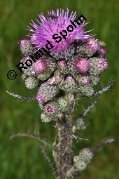 Sumpf-Kratzdistel, Cirsium palustre, Cirsium palustre, Sumpf-Kratzdistel, Asteraceae, mit Schnecke Kauf von 01489_cirsium_palustre_dsc_1443.jpg